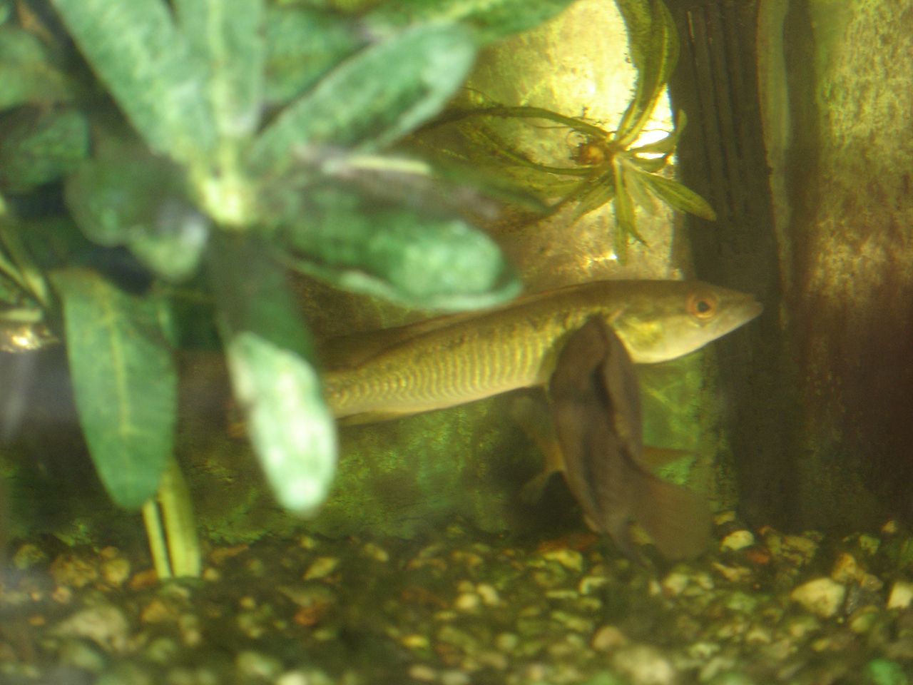 Crenicichla sp.