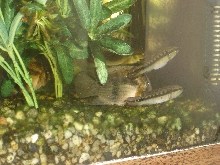 Crenicichla sp.