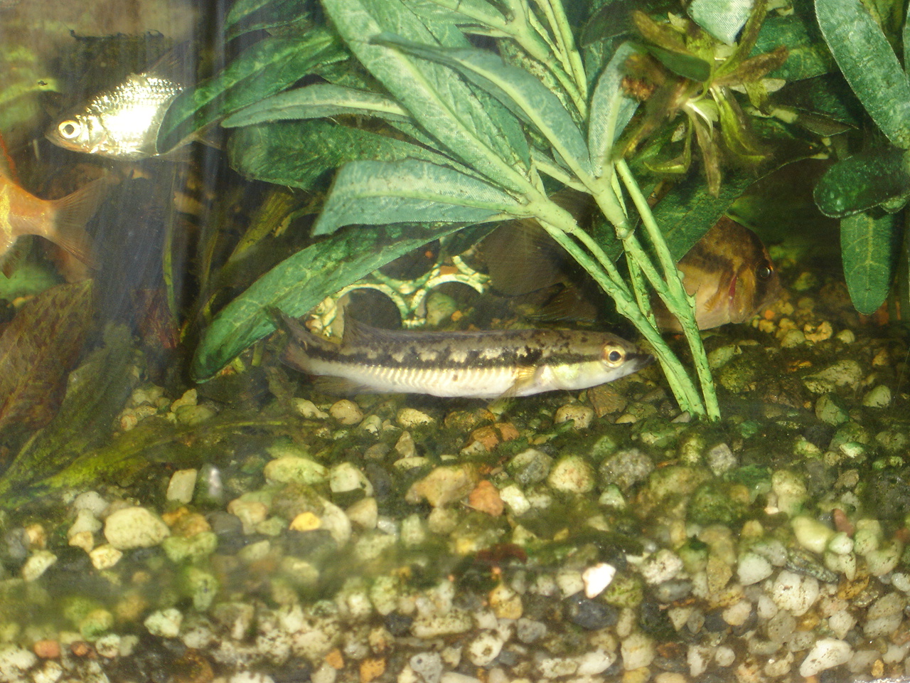 Crenicichla sp.