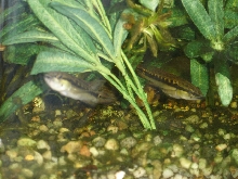 Crenicichla sp.