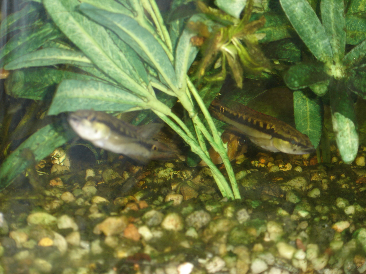 Crenicichla sp.