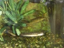 Crenicichla sp.