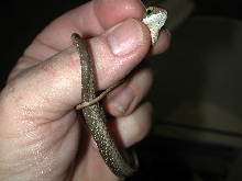 Baby boomslang