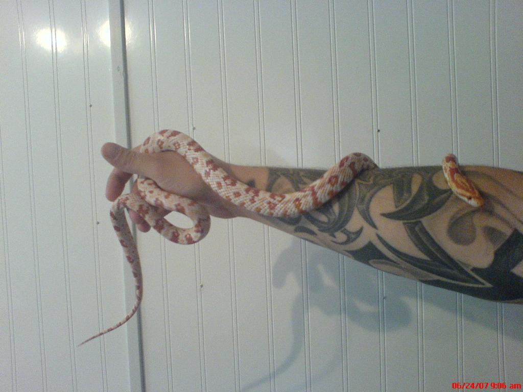 candy cane
