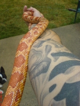 male albino