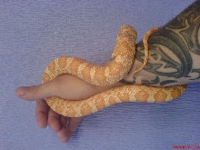 creamsicle