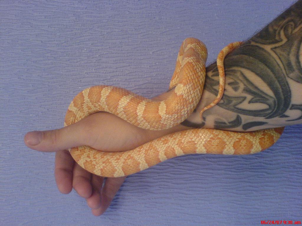 creamsicle
