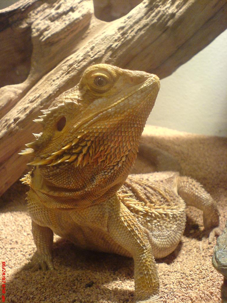 Sandfire Bearded Dragon