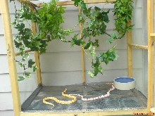 Corn Snakes Outside Enclosure