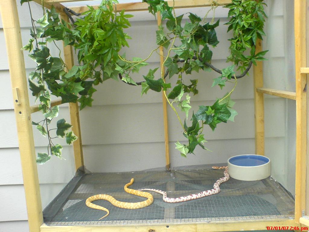 Corn Snakes Outside Enclosure