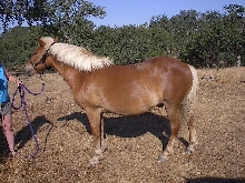 Bogi-left side