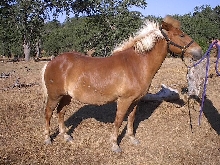Bogi-right side