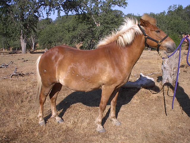 Bogi-right side