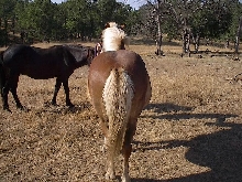 Bogi's rear