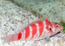 Saltwater - Austin Aquariums