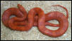 2000 Hypo Bloodred
