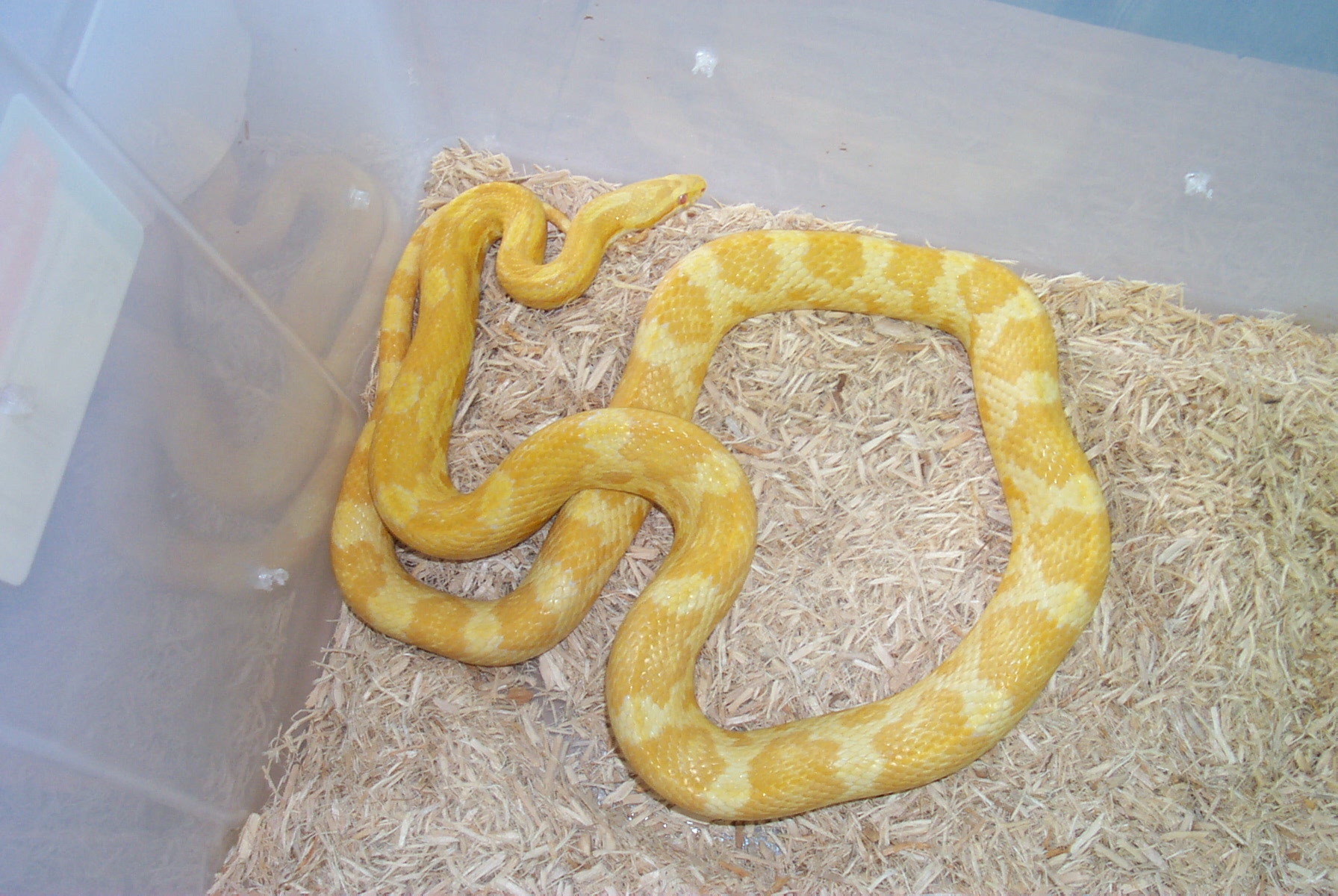 00 female butter het motley