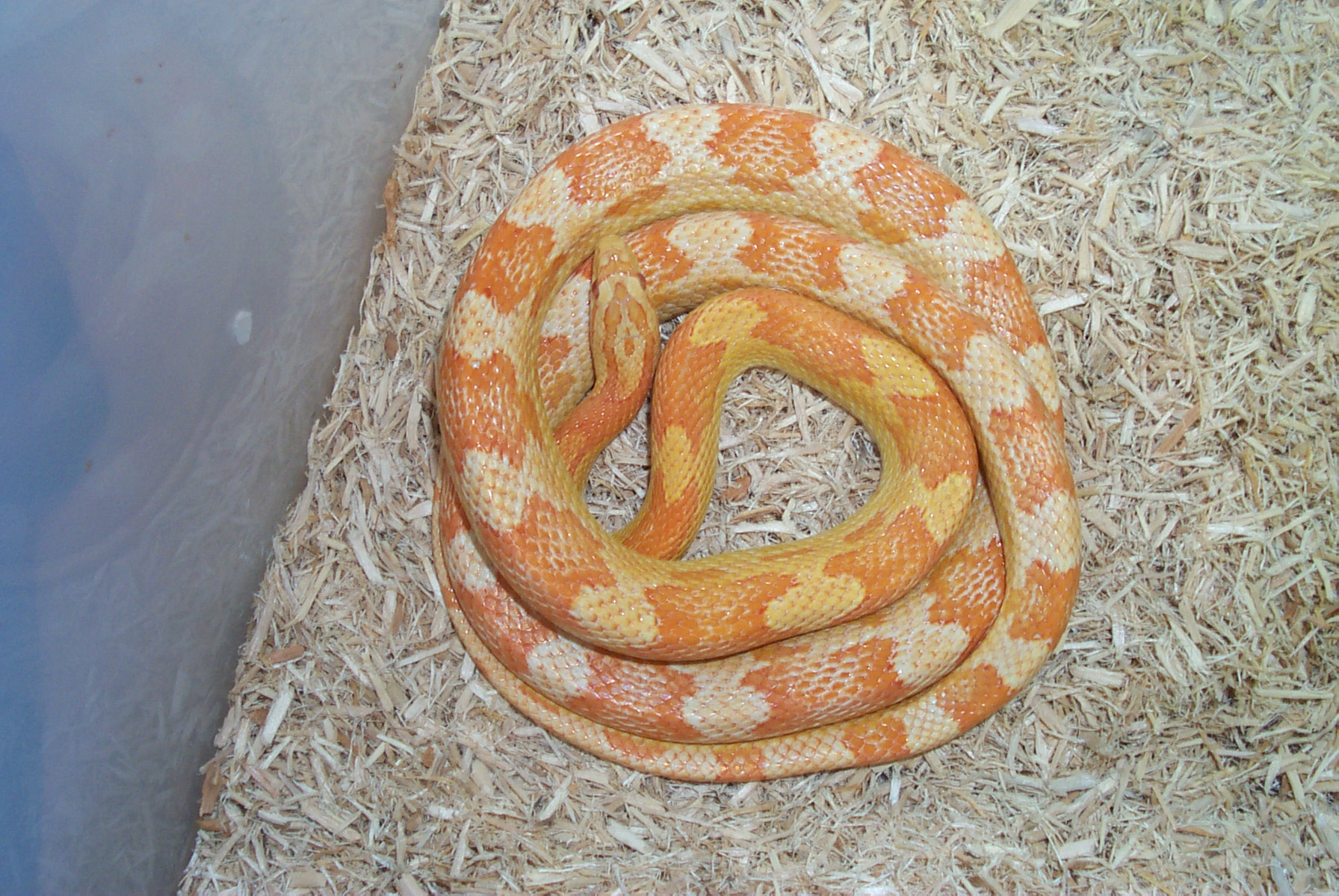 01 Creamsicle Motley