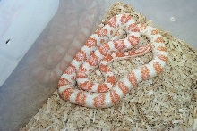 01 Super Candycane female