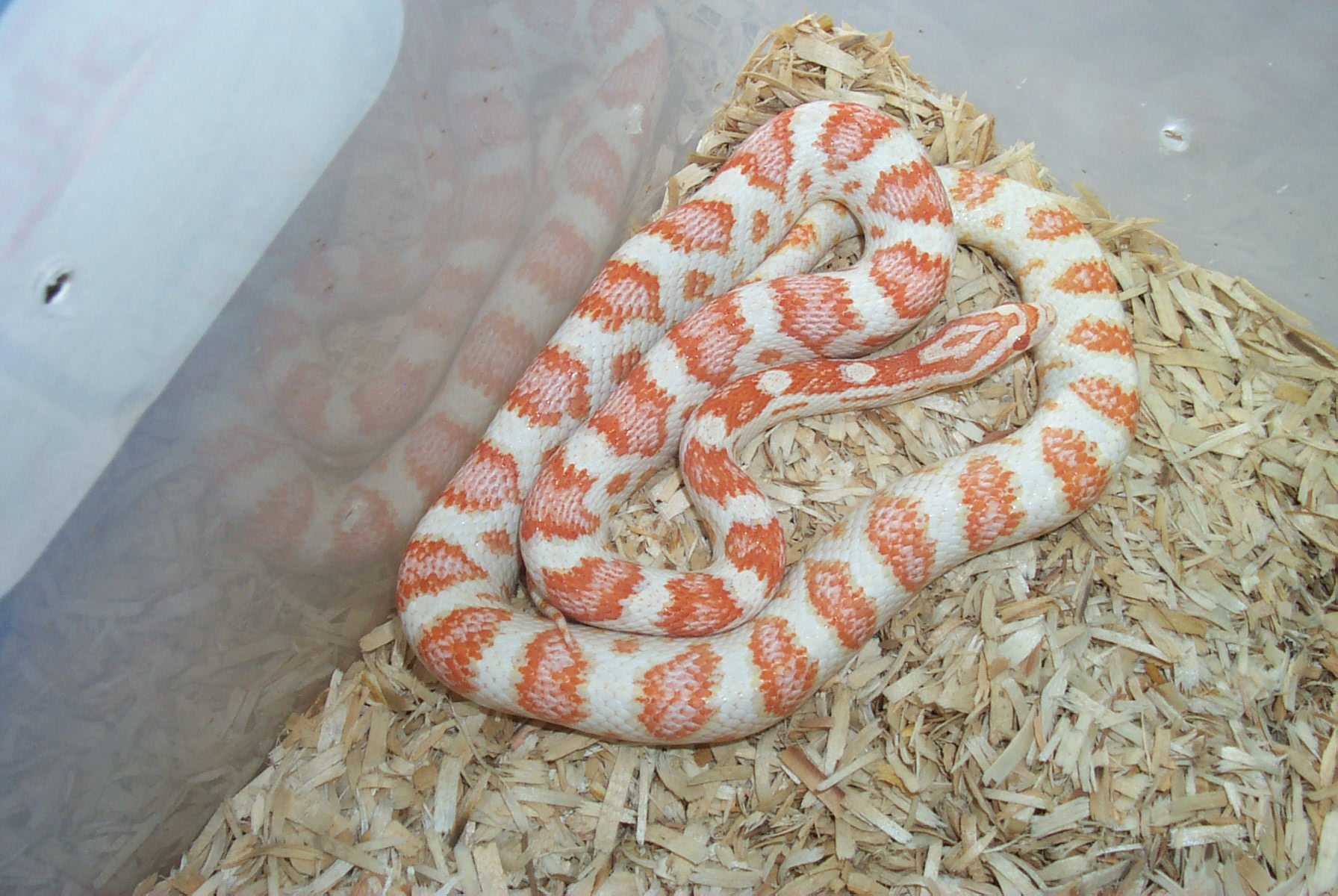 01 Super Candycane female
