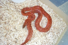 02 female Bloodred het hypo