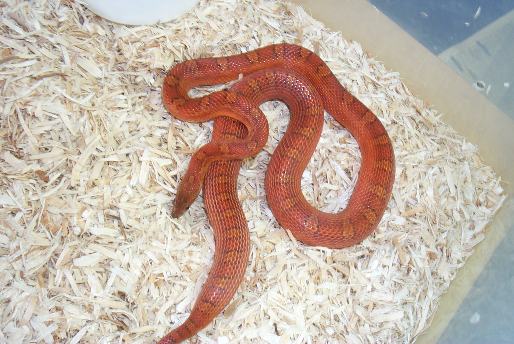 02 female Bloodred het hypo