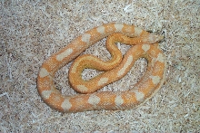 02 male Creamsicle Motley