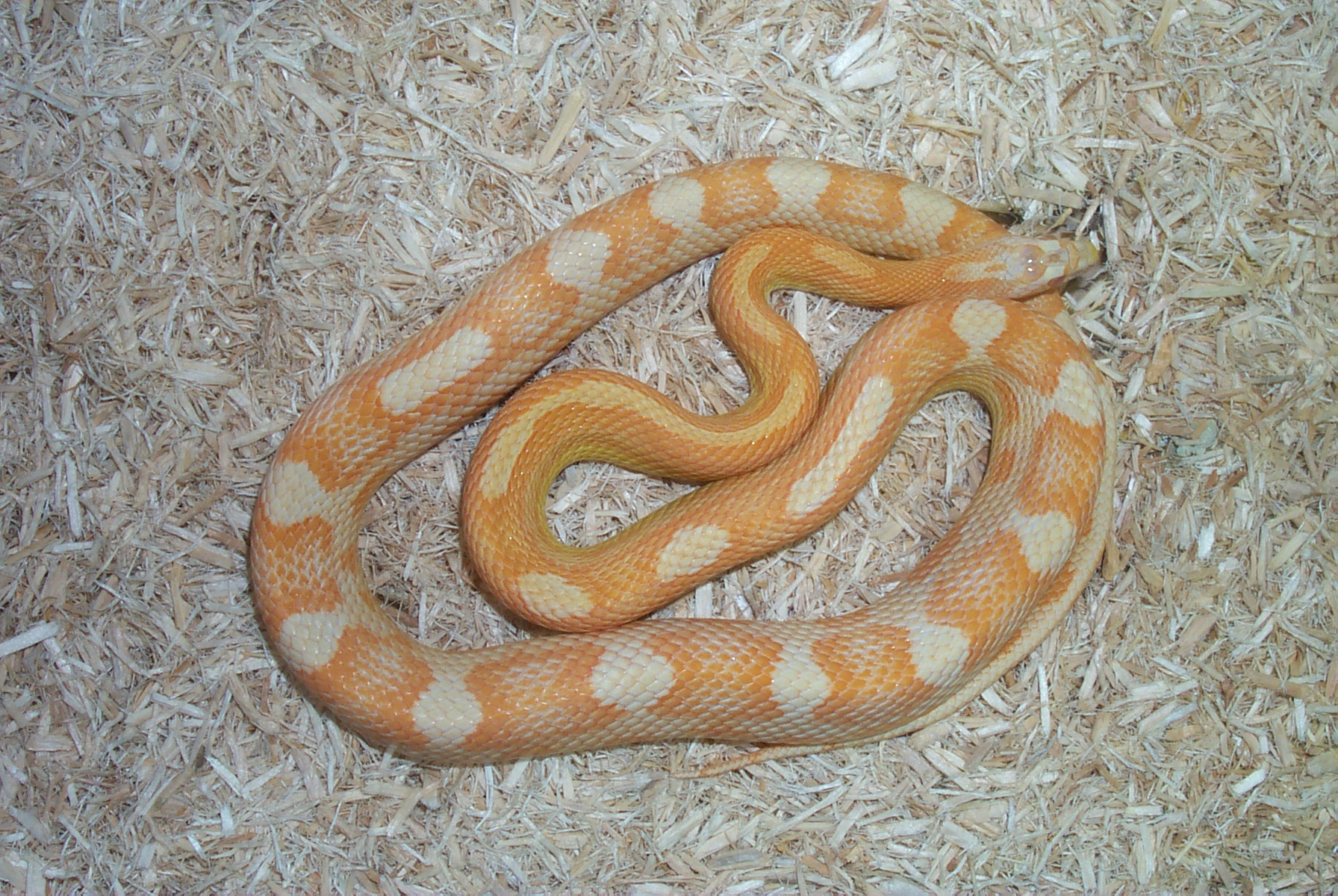 02 male Creamsicle Motley