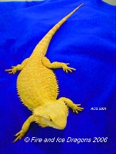 100% Citrus female "Amelia." Fire and Ice Dragons.