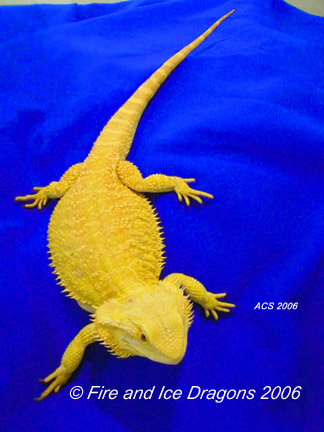 100% Citrus female "Amelia." Fire and Ice Dragons.