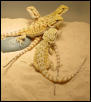 Orange Glow Baby Bearded Dragons