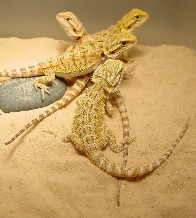 Orange Glow Baby Bearded Dragons