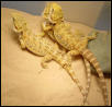 Citrus Tricolor Bearded Dragons.