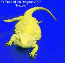 100% Citrus female "Mistaya." Fire and Ice Dragons.