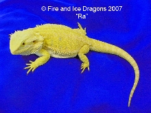 100% Citrus male "Ra." Fire and Ice Dragons