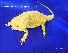 100% Citrus male "Ramses." Fire and Ice Dragons