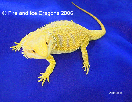 100% Citrus male "Ramses." Fire and Ice Dragons