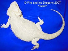 Leucistic x Snow female "Storm." Fire and Ice Dragons.