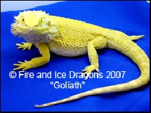 100% Citrus male "Goliath." Fire and Ice Dragons