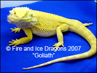 100% Citrus male "Goliath." Fire and Ice Dragons
