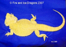 100% Citrus male "Phantom." Fire and Ice Dragons