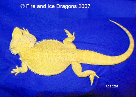 100% Citrus male "Phantom." Fire and Ice Dragons