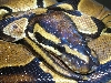 Ball Python