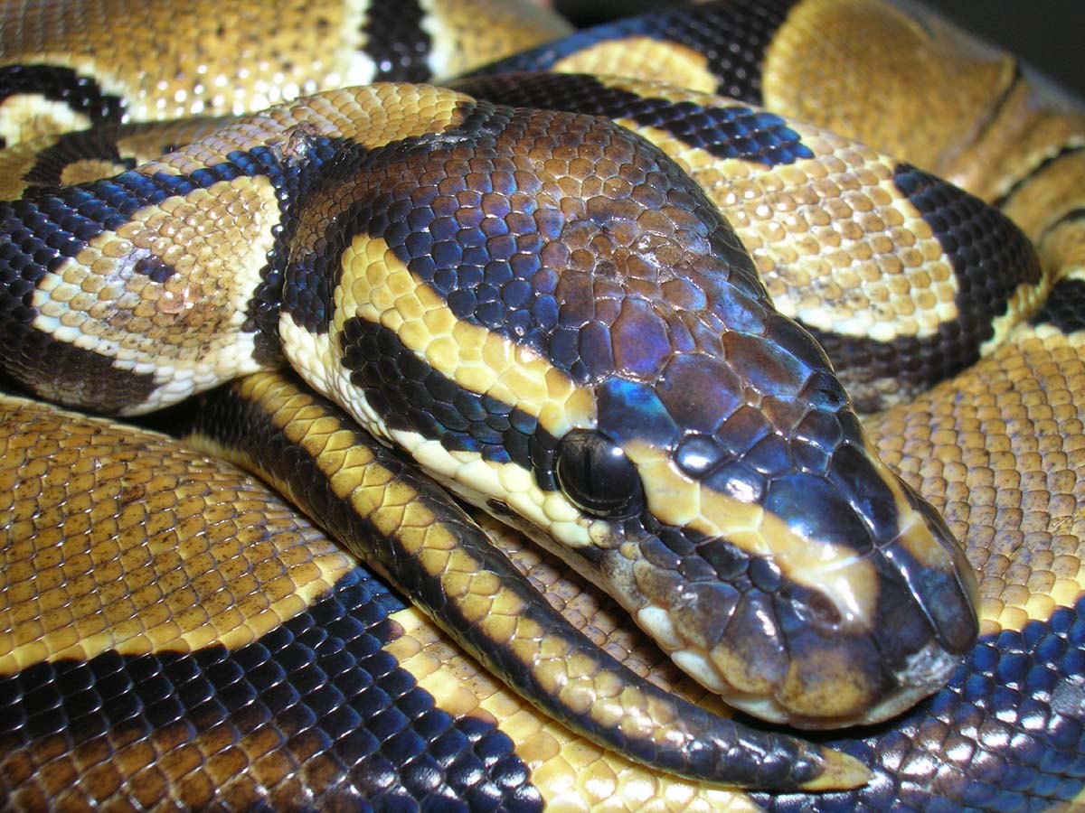 Ball Python