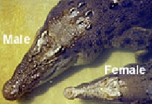 A male and female crocodile