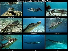 The Beauty of The Crocodile