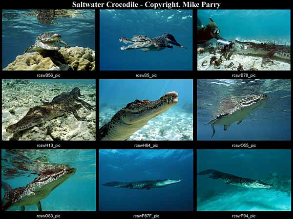 The Beauty of The Crocodile