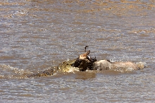 Two Words- Crocs Rule!