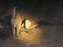 Nile Crocodile Vs. Lion
