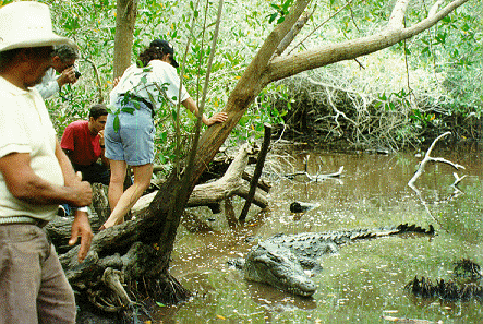 American Crocodile